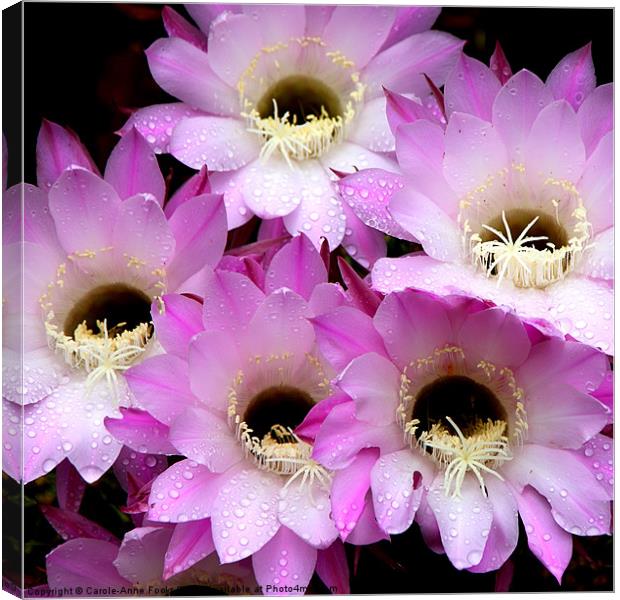 Pretty & Pink Cactus Flowers Canvas Print by Carole-Anne Fooks