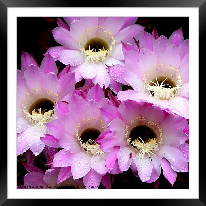 Pretty & Pink Cactus Flowers Framed Mounted Print by Carole-Anne Fooks