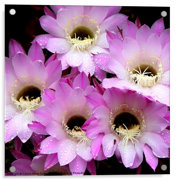 Pretty & Pink Cactus Flowers Acrylic by Carole-Anne Fooks