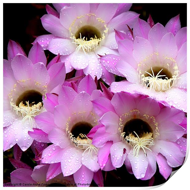 Pretty & Pink Cactus Flowers Print by Carole-Anne Fooks