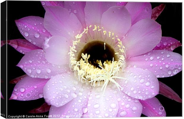 Pink Cactus Flower in the Rain Canvas Print by Carole-Anne Fooks