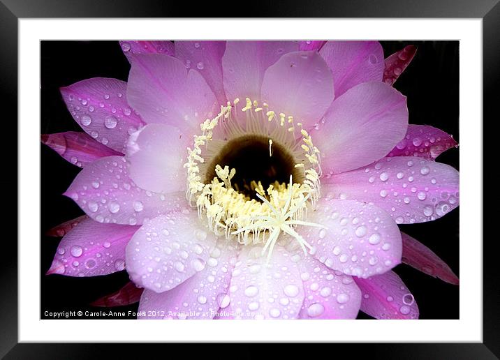 Pink Cactus Flower in the Rain Framed Mounted Print by Carole-Anne Fooks