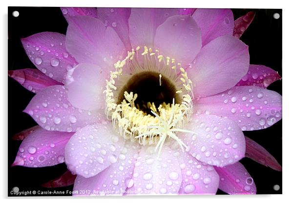 Pink Cactus Flower in the Rain Acrylic by Carole-Anne Fooks