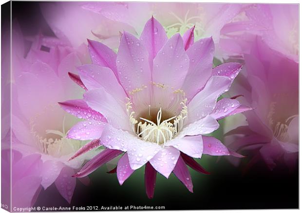 Pink Cactus Flower in the Rain Canvas Print by Carole-Anne Fooks