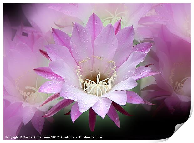 Pink Cactus Flower in the Rain Print by Carole-Anne Fooks
