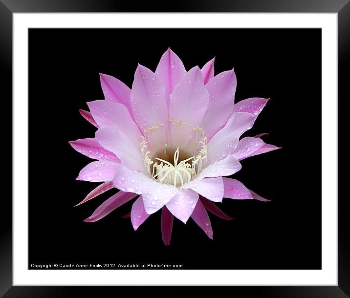 Pink Cactus in the Rain Framed Mounted Print by Carole-Anne Fooks