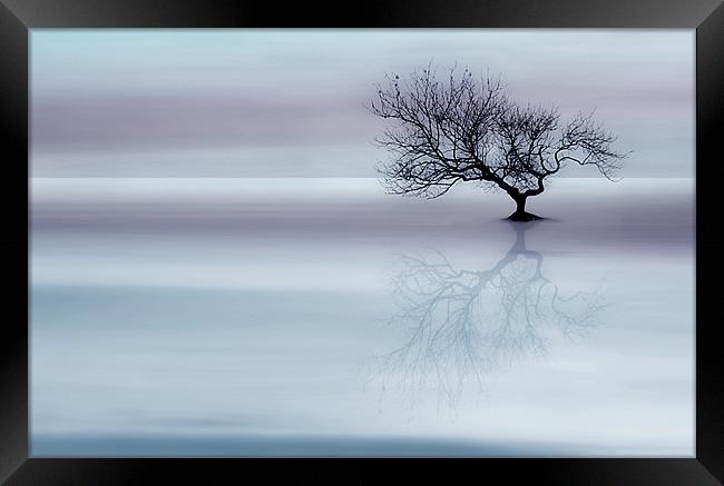 Tree of tranquility Framed Print by Robert Fielding