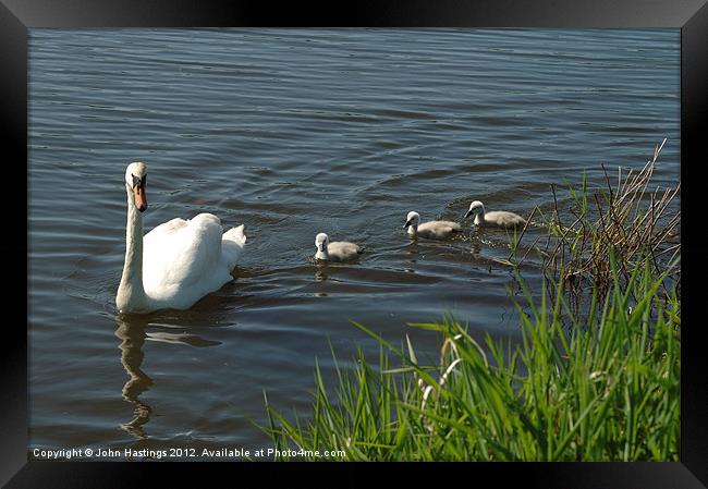 Swan Family Framed Print by John Hastings