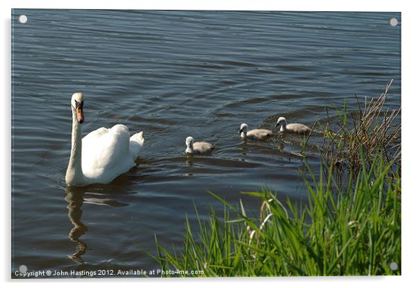 Swan Family Acrylic by John Hastings