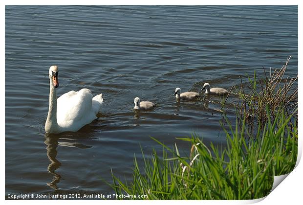 Swan Family Print by John Hastings