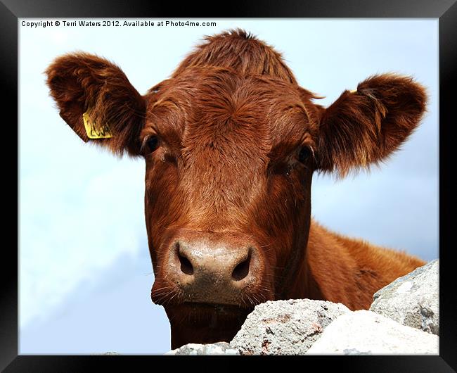 How Now Brown Cow Framed Print by Terri Waters