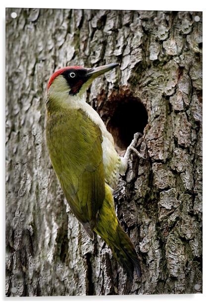 GREEN WOODPECKER Acrylic by Anthony R Dudley (LRPS)
