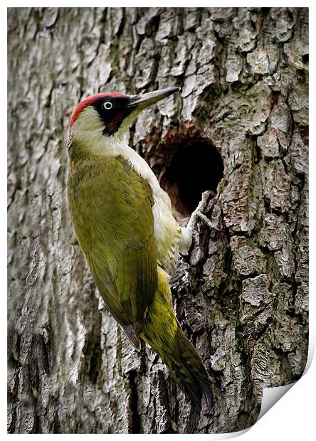 GREEN WOODPECKER Print by Anthony R Dudley (LRPS)
