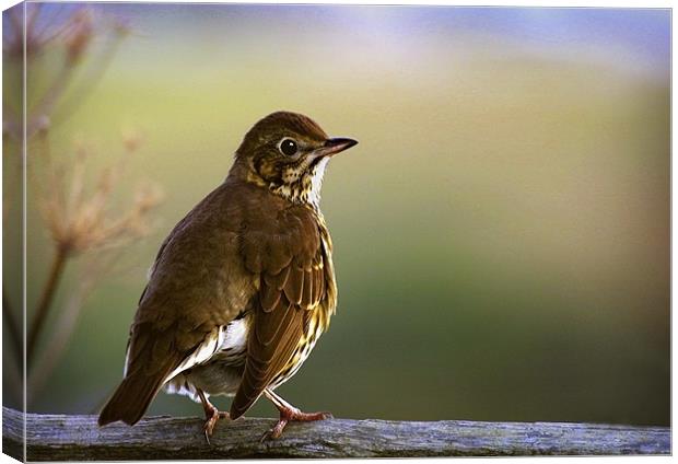 SONG THRUSH Canvas Print by Anthony R Dudley (LRPS)