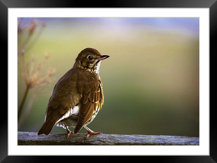 SONG THRUSH Framed Mounted Print by Anthony R Dudley (LRPS)