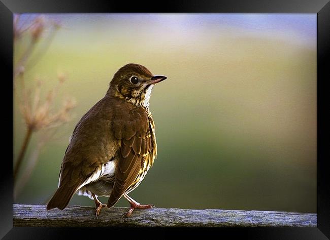SONG THRUSH Framed Print by Anthony R Dudley (LRPS)