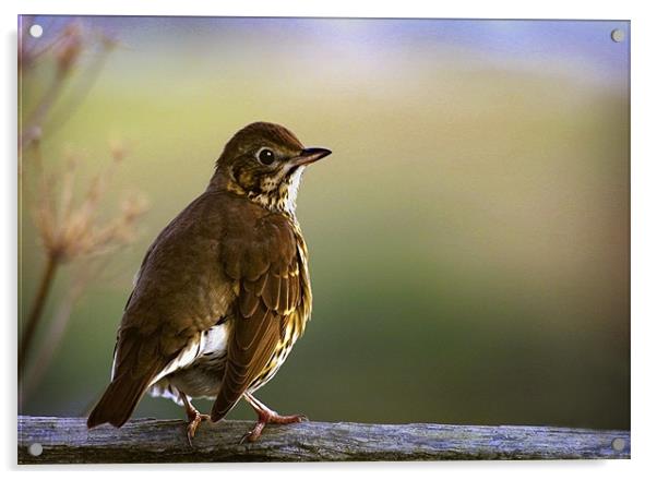 SONG THRUSH Acrylic by Anthony R Dudley (LRPS)