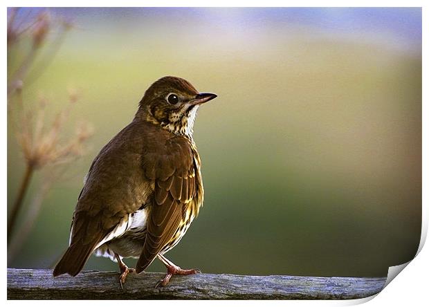 SONG THRUSH Print by Anthony R Dudley (LRPS)