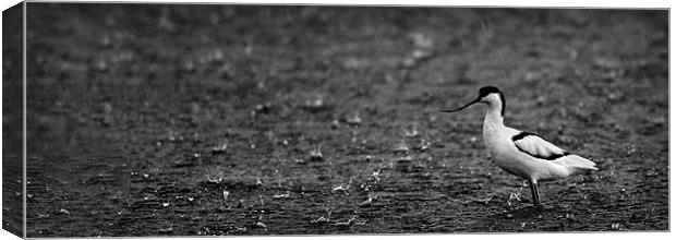 AVOCET IN THE RAIN Canvas Print by Anthony R Dudley (LRPS)