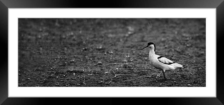 AVOCET IN THE RAIN Framed Mounted Print by Anthony R Dudley (LRPS)