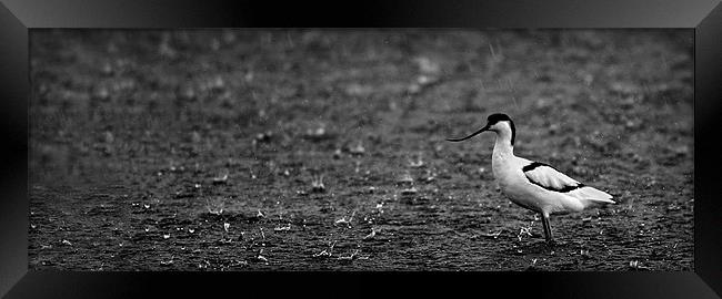 AVOCET IN THE RAIN Framed Print by Anthony R Dudley (LRPS)