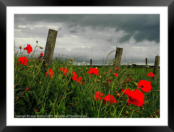 Stormy Poppies Framed Mounted Print by Laura McGlinn Photog