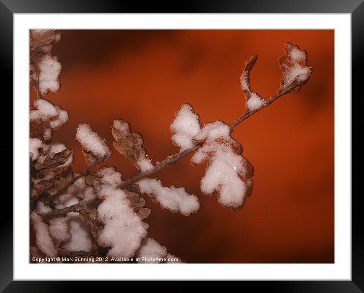 Winter leaves Framed Mounted Print by Mark Bunning