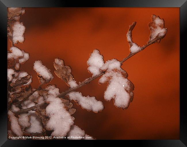 Winter leaves Framed Print by Mark Bunning