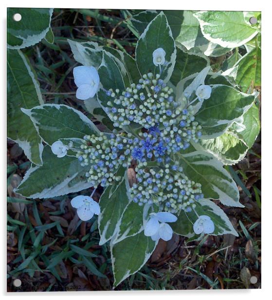 Blue Variergated Hydrangea Acrylic by Susan Medeiros