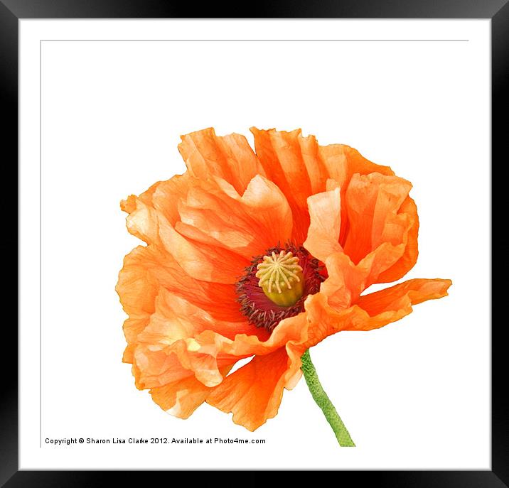 Perfect Poppy Framed Mounted Print by Sharon Lisa Clarke