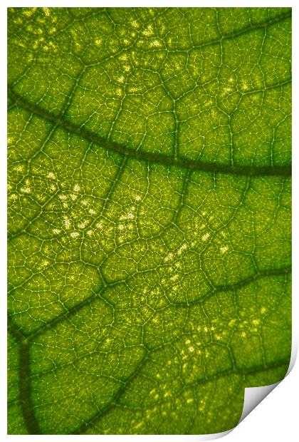roadmap of a leaf Print by Heather Newton