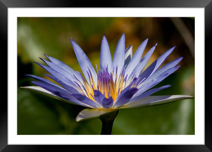 Blue Water Lily Framed Mounted Print by Judy Andrews