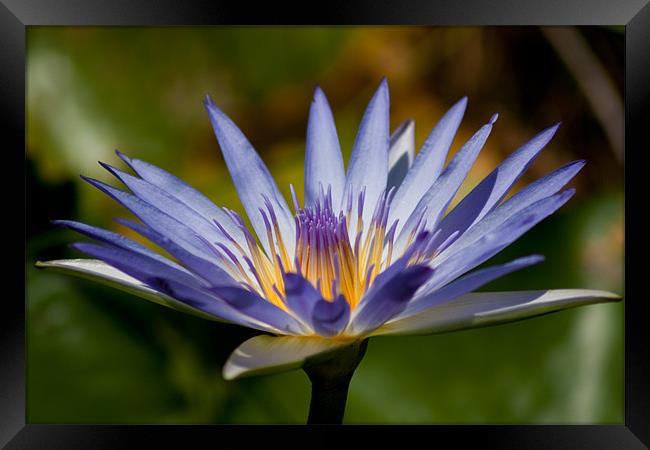 Blue Water Lily Framed Print by Judy Andrews