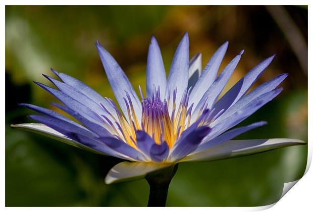 Blue Water Lily Print by Judy Andrews