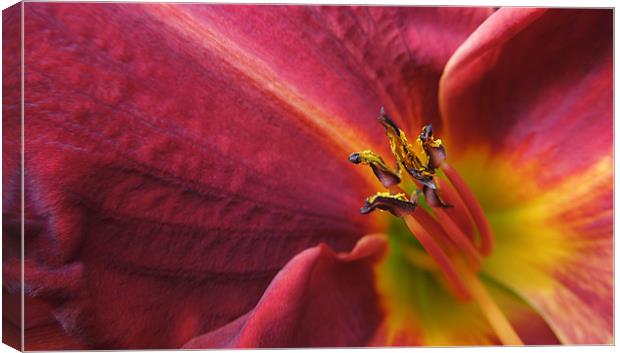 fire lily Canvas Print by Heather Newton