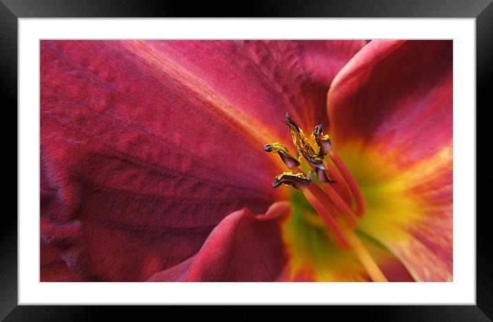 fire lily Framed Mounted Print by Heather Newton