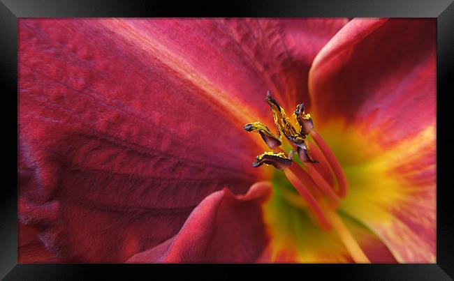 fire lily Framed Print by Heather Newton