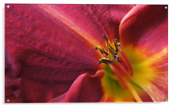 fire lily Acrylic by Heather Newton