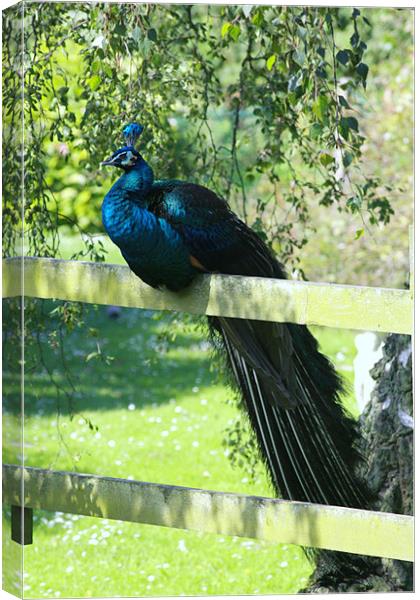 Sitting on the Fence Canvas Print by Linda Brown