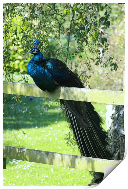 Sitting on the Fence Print by Linda Brown