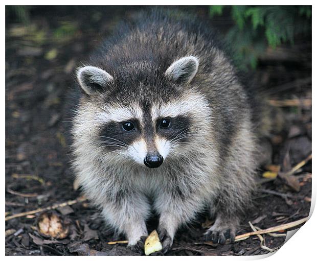 Racoon Youngster Print by Julie Ormiston