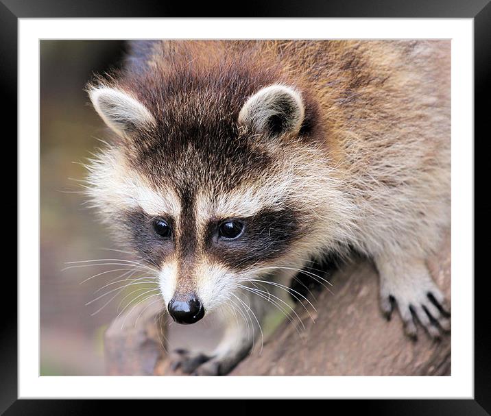 Racoon Framed Mounted Print by Julie Ormiston