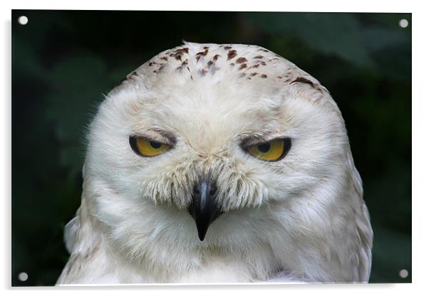 Snowy Owl Acrylic by Julie Ormiston