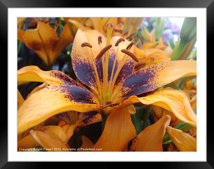 fire lily Framed Mounted Print by April Powell