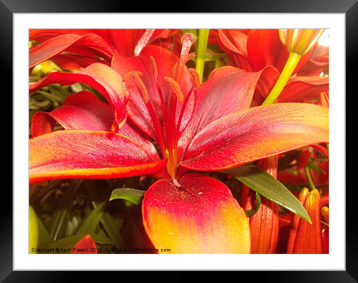 lily Framed Mounted Print by April Powell