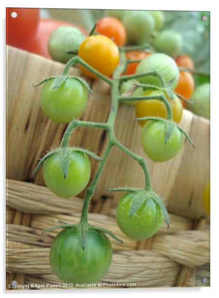 cherry tomatos Acrylic by April Powell