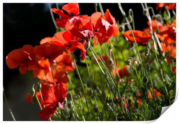 Backlit Poppies Print by Jacqi Elmslie