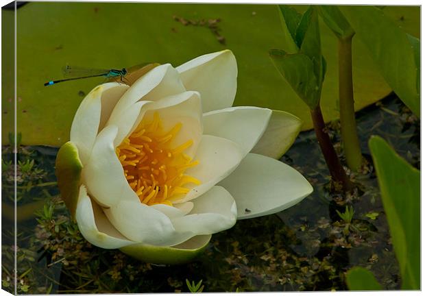 water lilly with Blue Damselfly Canvas Print by Matthew Burniston