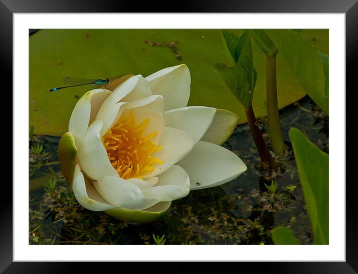 water lilly with Blue Damselfly Framed Mounted Print by Matthew Burniston