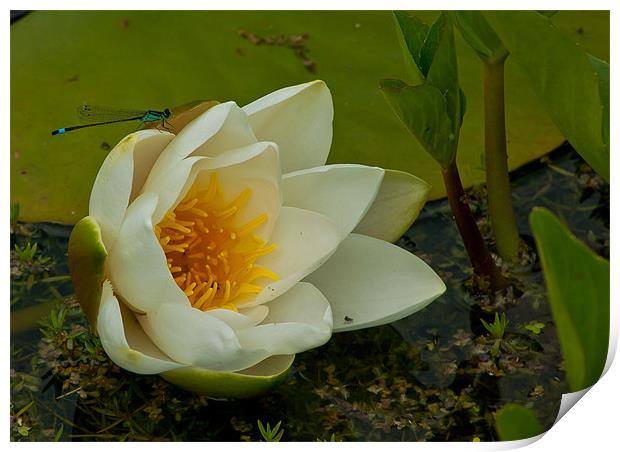 water lilly with Blue Damselfly Print by Matthew Burniston